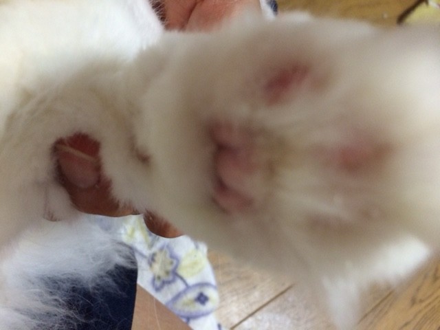 コメント52の画像