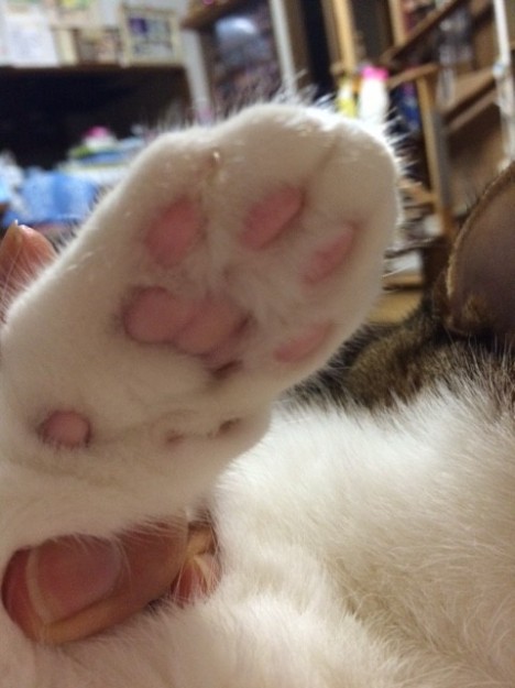 コメント53の画像