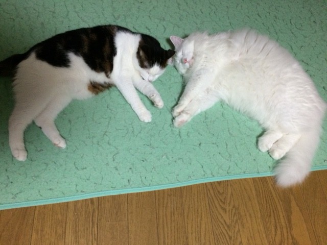 コメント69の画像