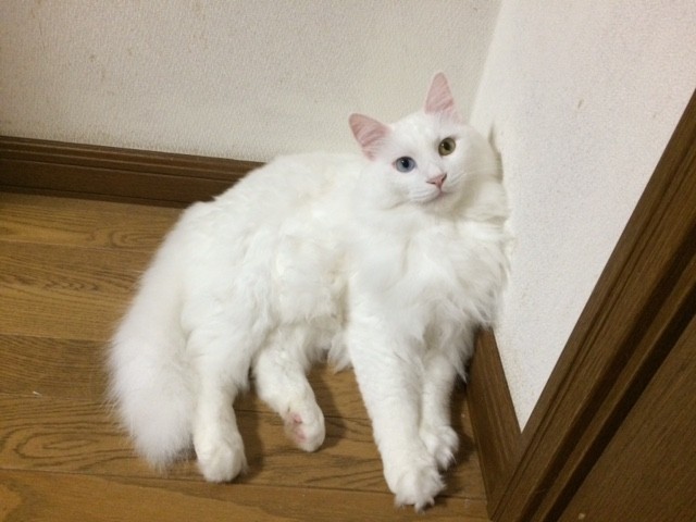 コメント74の画像