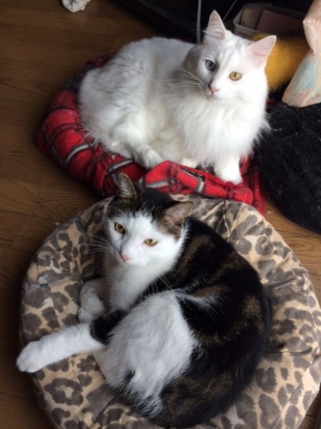 コメント98の画像