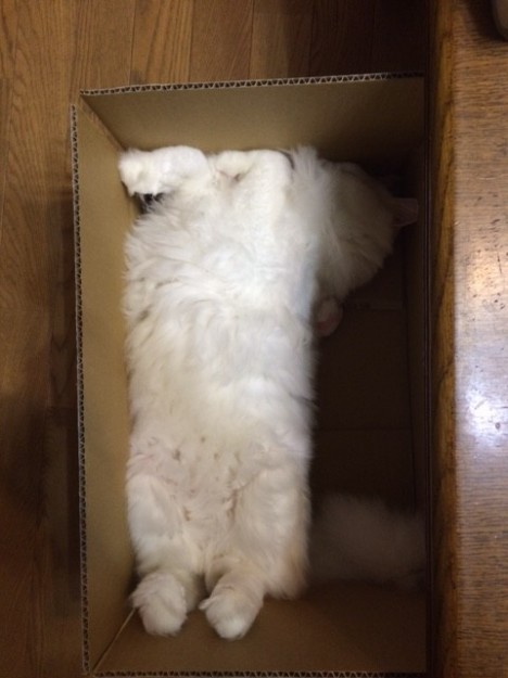 コメント107の画像