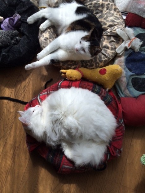 コメント113の画像