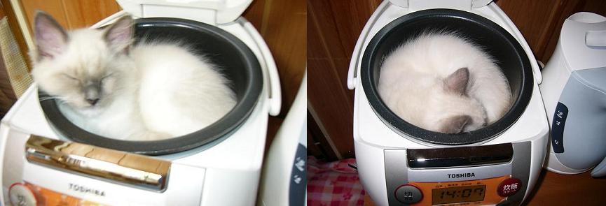 コメント110の画像