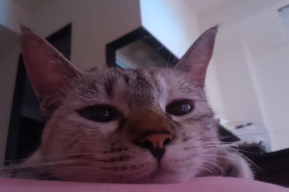 コメント22の画像