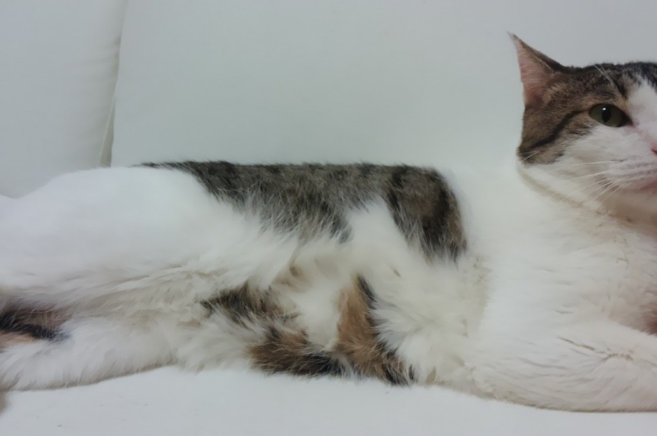 コメント33の画像