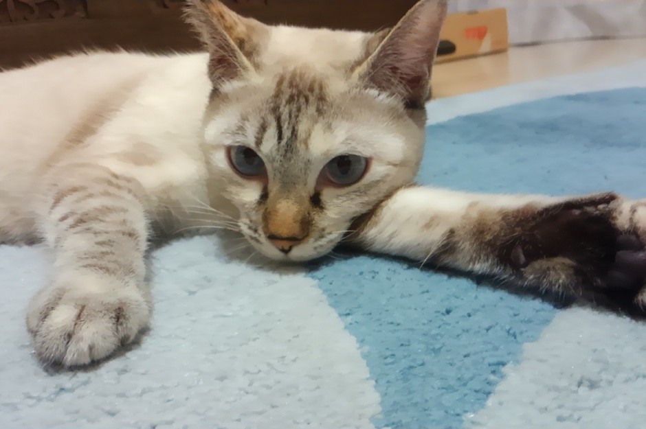 コメント44の画像