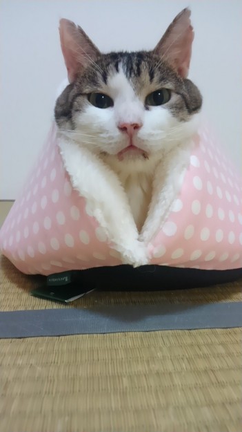 コメント73の画像