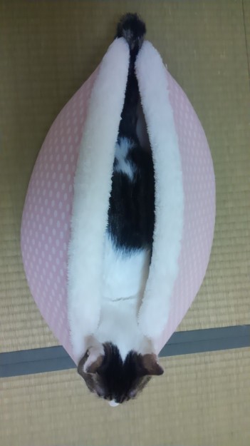 コメント82の画像