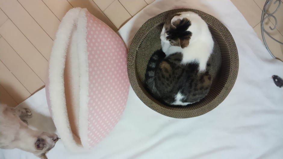 コメント85の画像