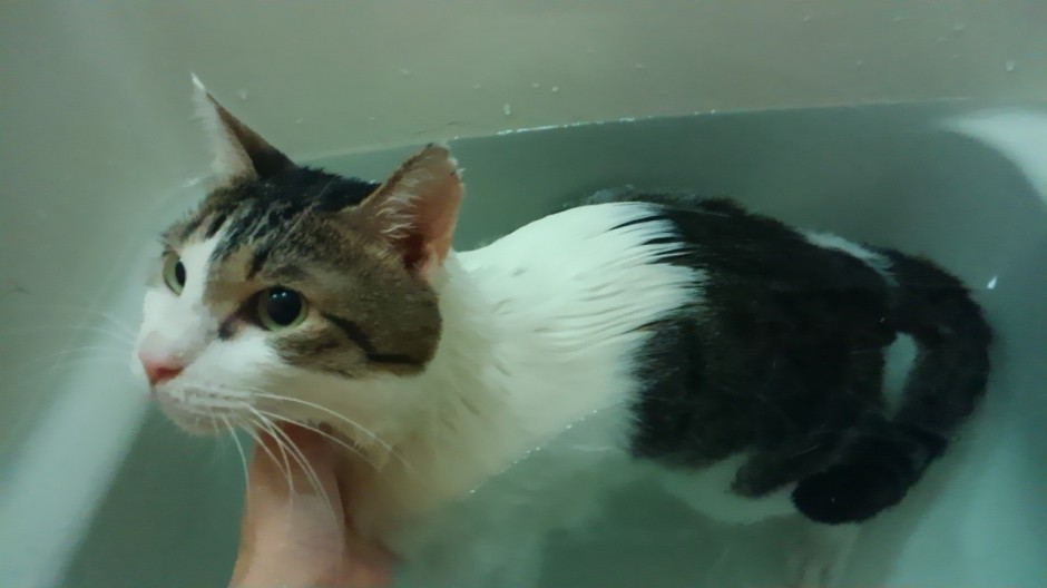 コメント90の画像