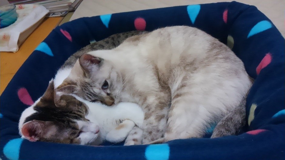 コメント114の画像