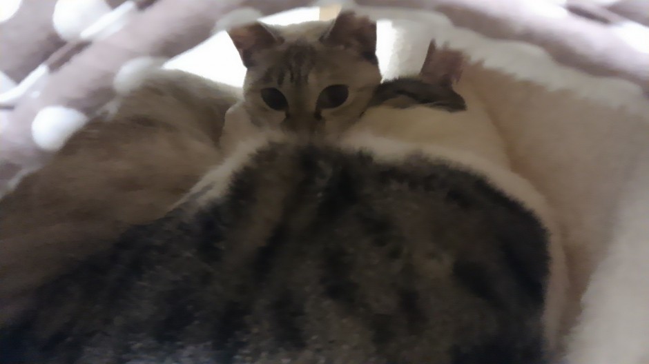 コメント121の画像