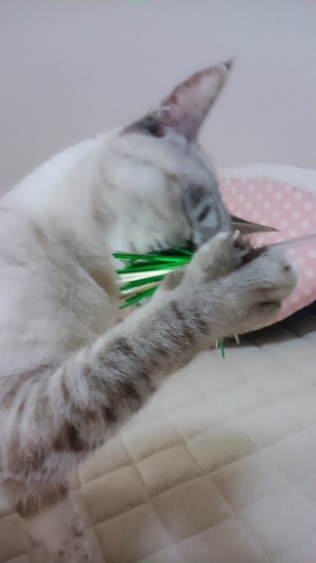 コメント125の画像