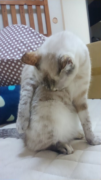 コメント131の画像