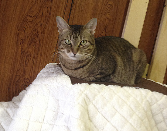 コメント76の画像