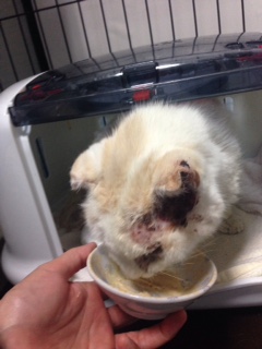 コメント44の画像