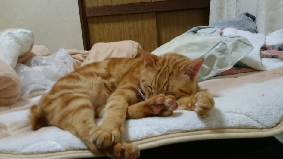 コメント71の画像