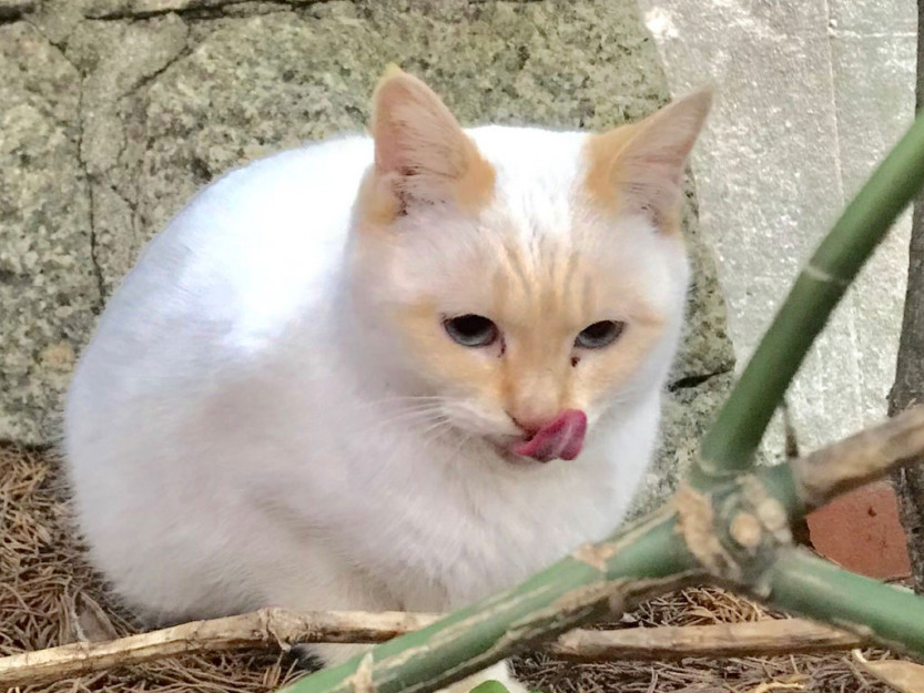 コメント75の画像