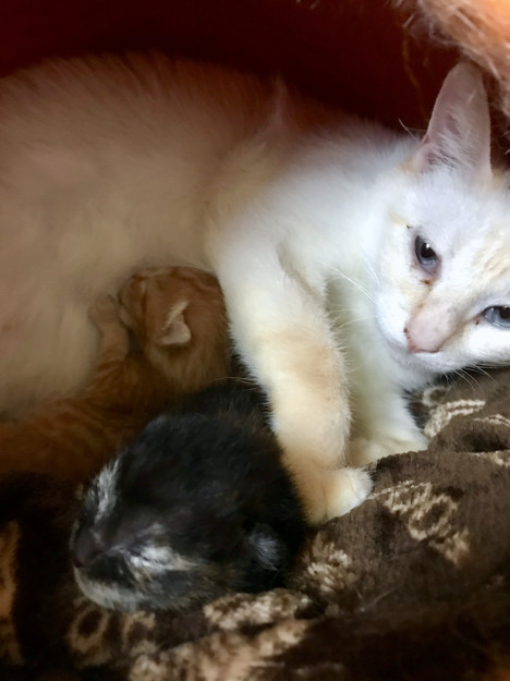 コメント80の画像