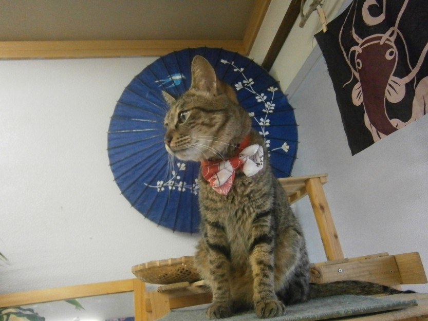 コメント39の画像