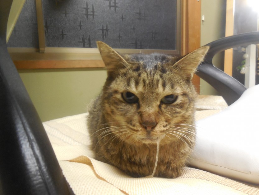 コメント40の画像