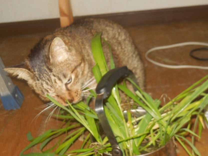 コメント45の画像