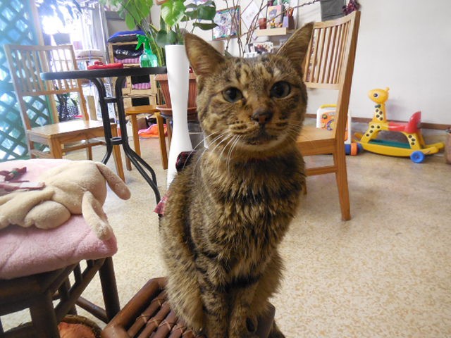 コメント46の画像