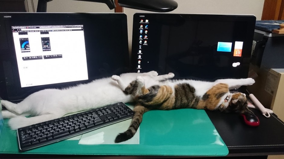 コメント12の画像