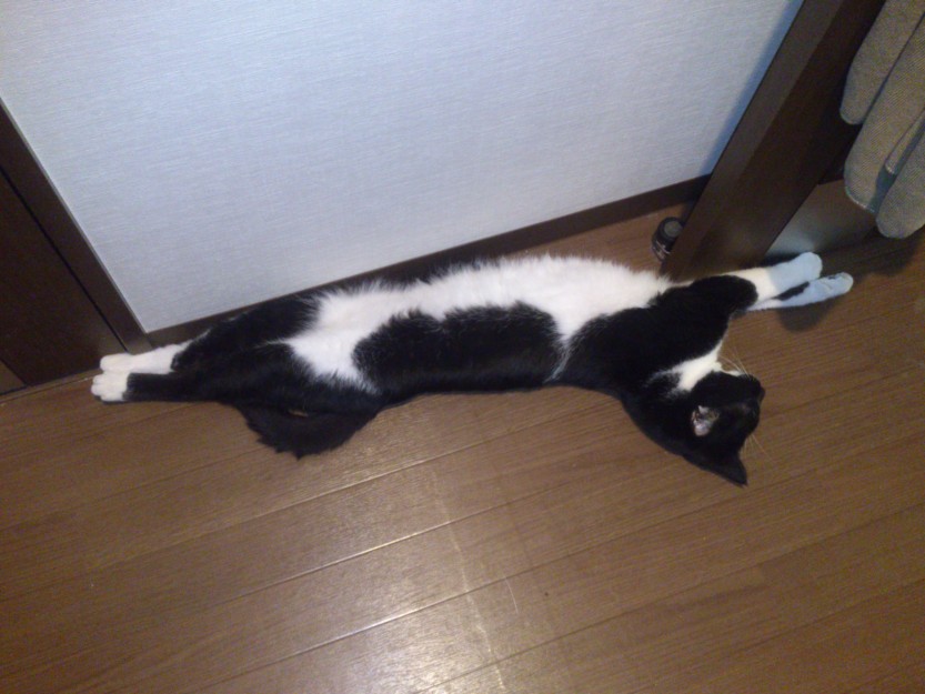 コメント11の画像