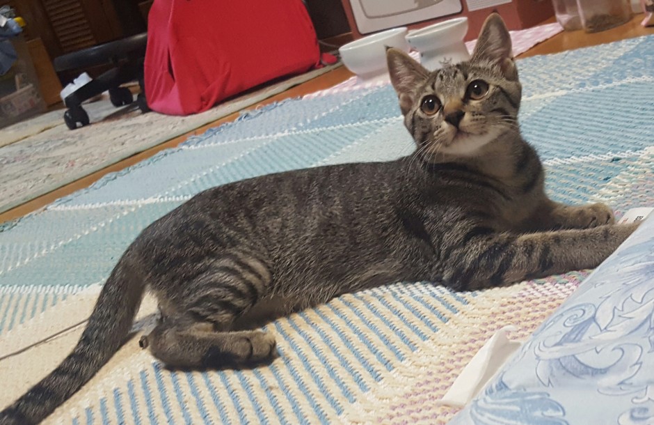 コメント20の画像