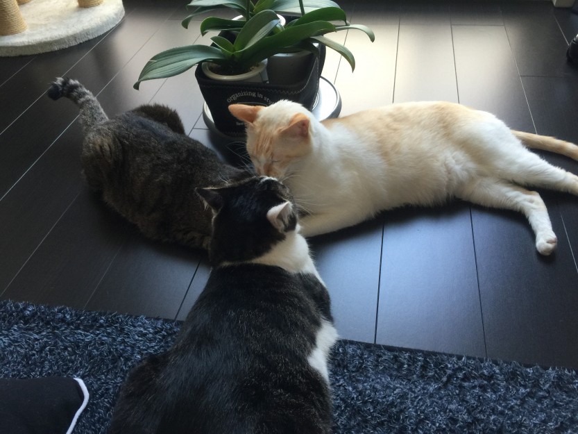 コメント23の画像