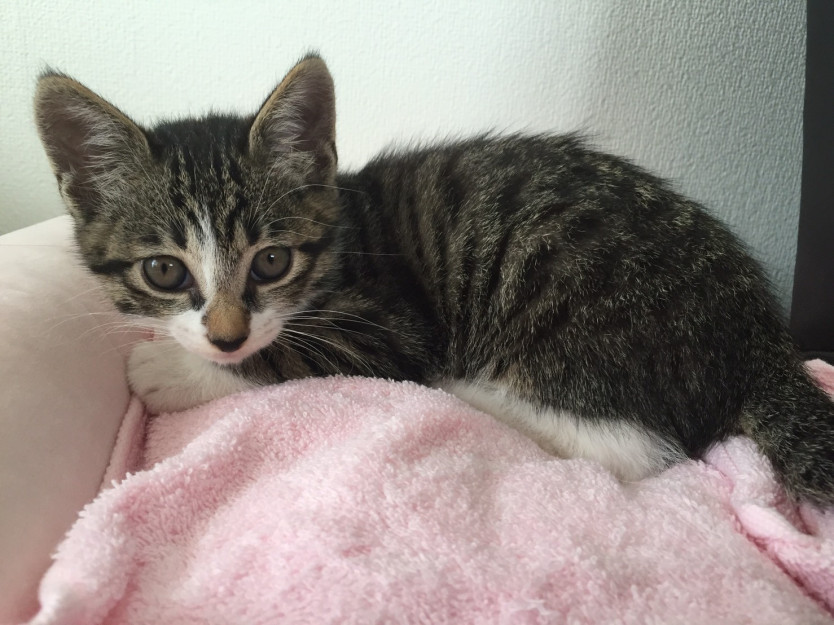 コメント32の画像