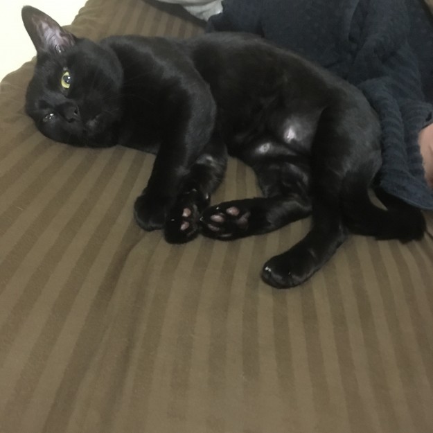 コメント27の画像