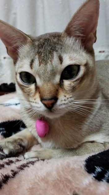 コメント26の画像