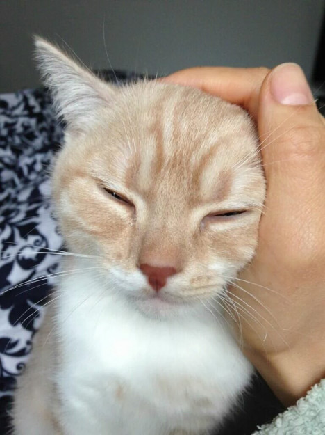 コメント30の画像