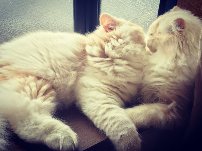 コメント59の画像