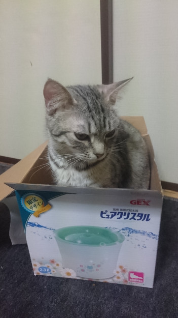 コメント46の画像