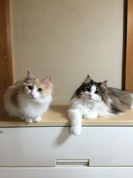 コメント47の画像