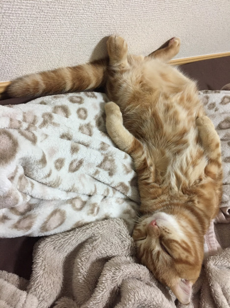 コメント49の画像