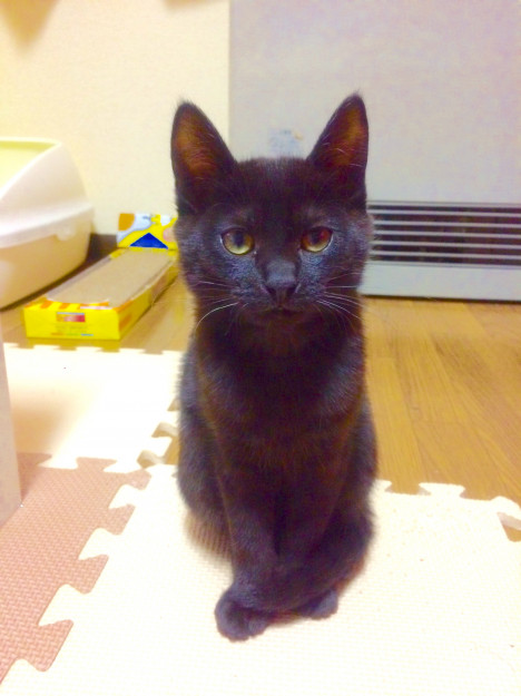 コメント56の画像