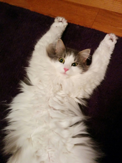 コメント88の画像