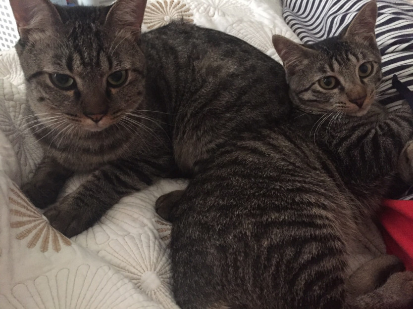 コメント33の画像