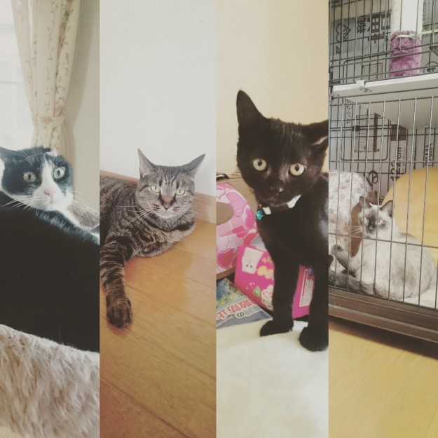 コメント22の画像