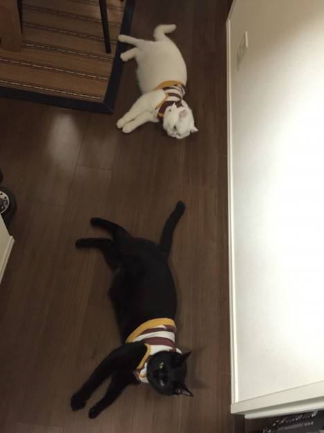 コメント21の画像