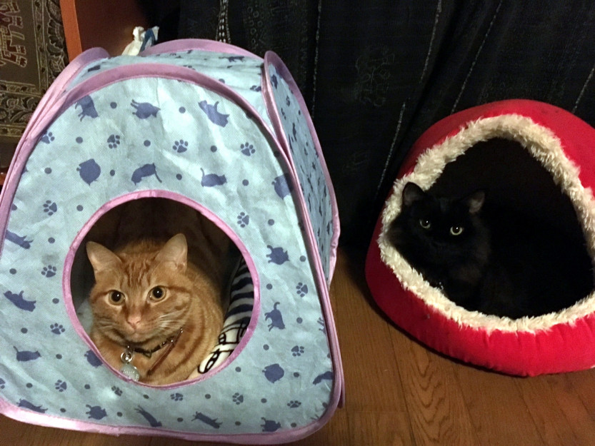 コメント60の画像