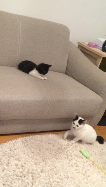 コメント38の画像