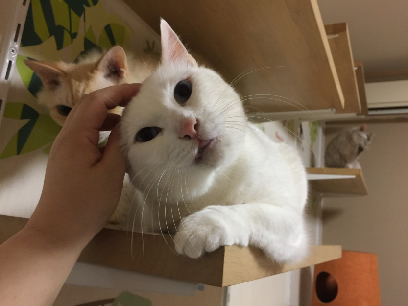 コメント2の画像