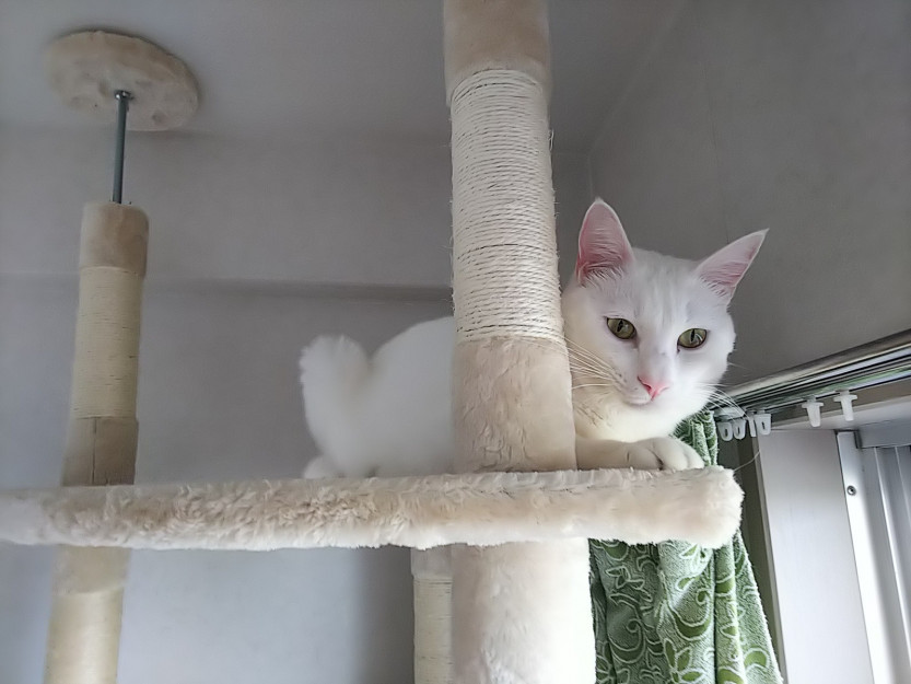 コメント3の画像