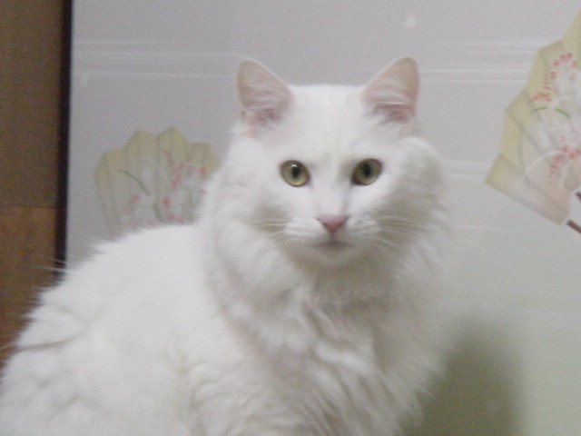 コメント6の画像